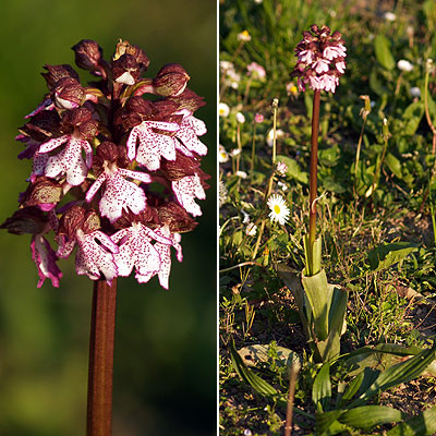 Orchis purpurea in provincia di Venezia -nuova segnalazione?